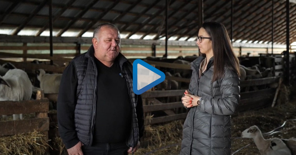 Csíkdánfalvi juhtenyésztő mesél a szakmáról, hagyományról és kihívásokról