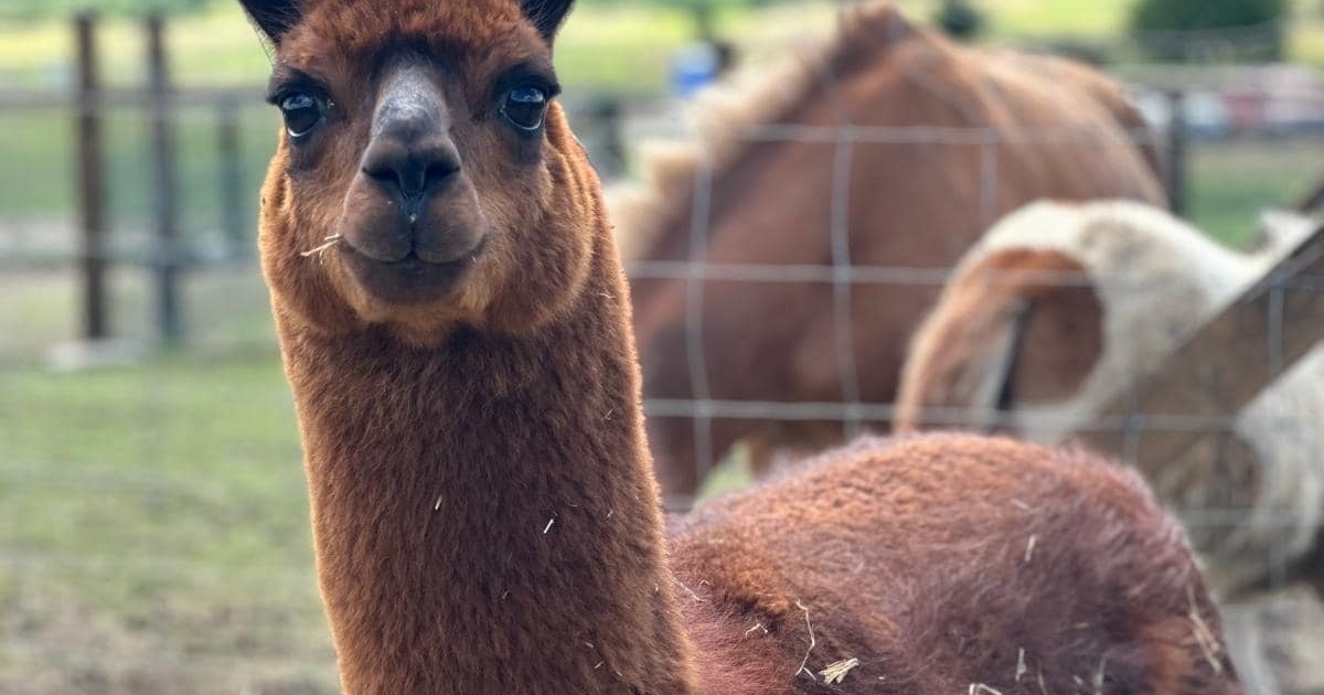 Alpakák a Hargita tövében – egyre népszerűbb az ország első igazi állatsimogatója