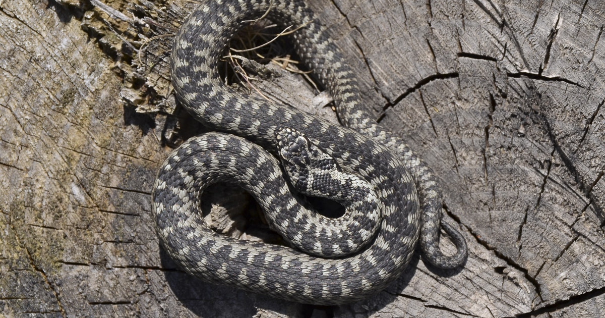 Évente négy-öt kígyómarásos eset fordul elő Hargita megyében, az óvatlanság a balesetek oka