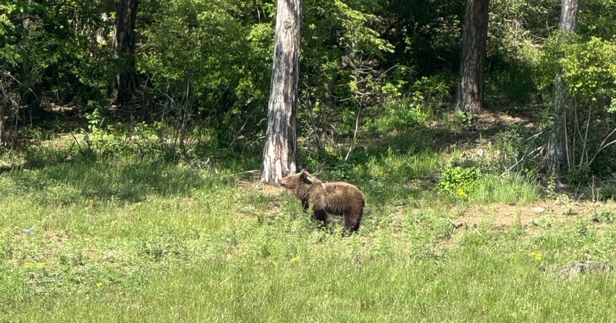 Medve merészkedett a zsögödfürdői vasúti átkelő közelébe – videóval