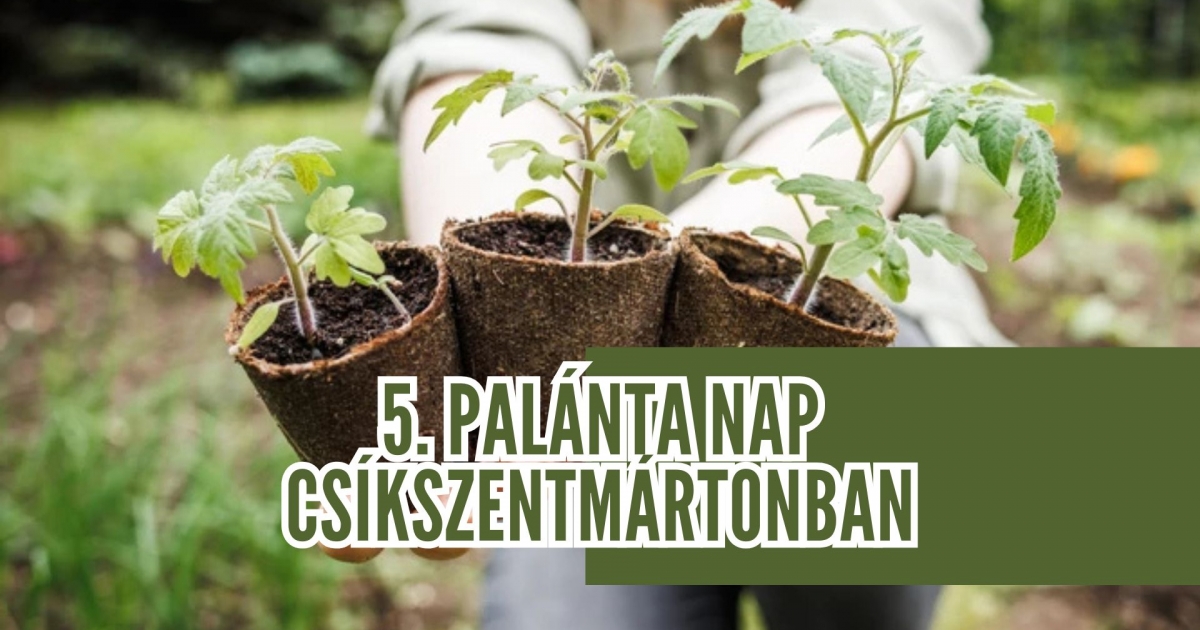 5. Palántanap Csíkszentmártonban