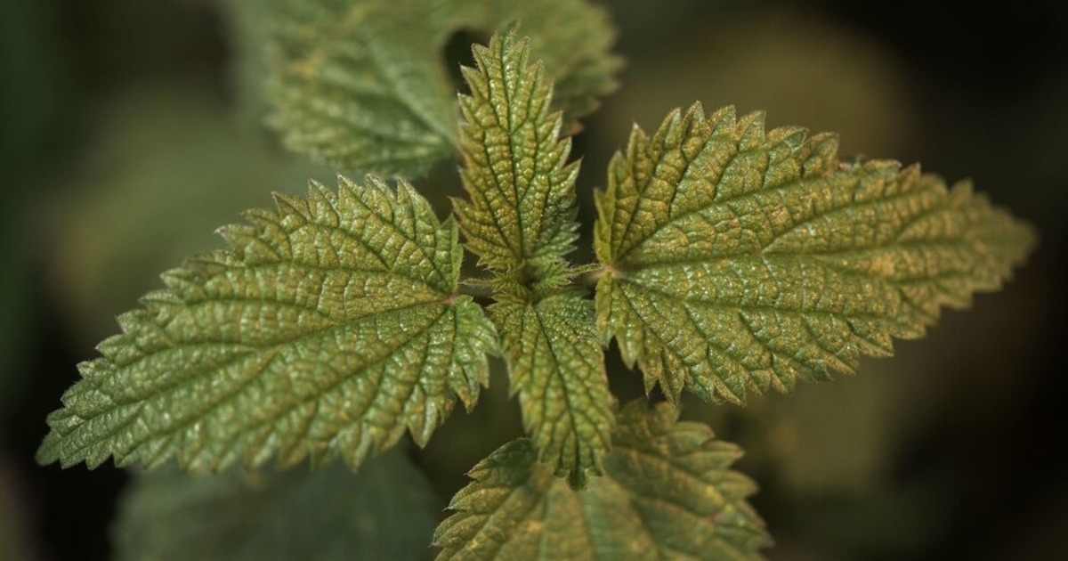 Vegyszer nélkül, mégis hatékonyan