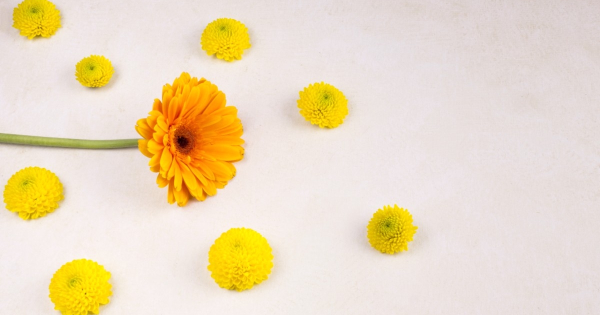 A körömvirág haszna a veteményesben