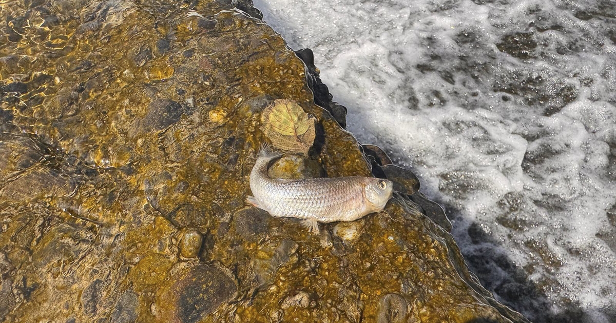 Haláltusáját vívja a Kis-Küküllő élővilága