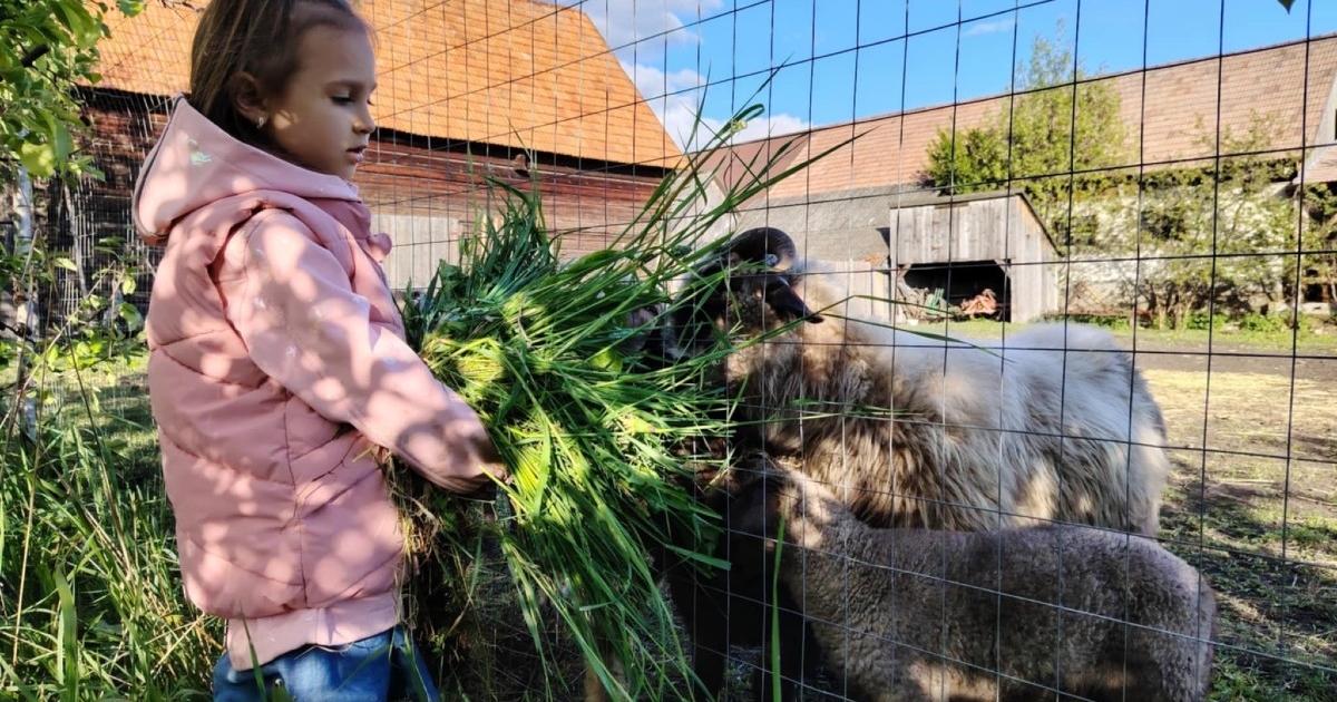 Vegyszermentes gazdálkodás Csíkcsicsóban