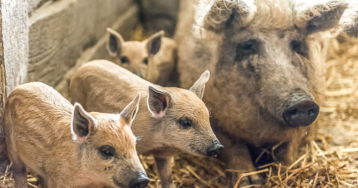 Feloldották a korlátozásokat és kifizették a kártérítést