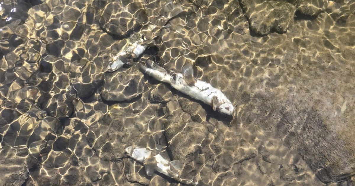 Vélhetően trágyalé szennyezte a patakot