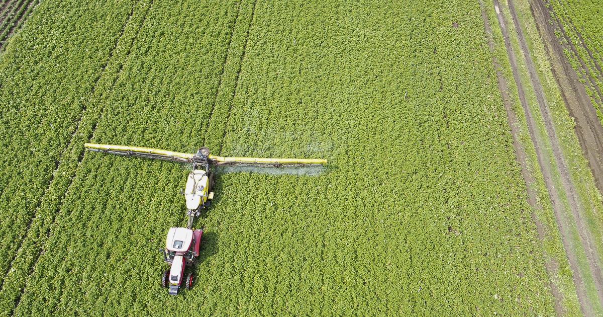 Nagyon fogy a csíki pityóka