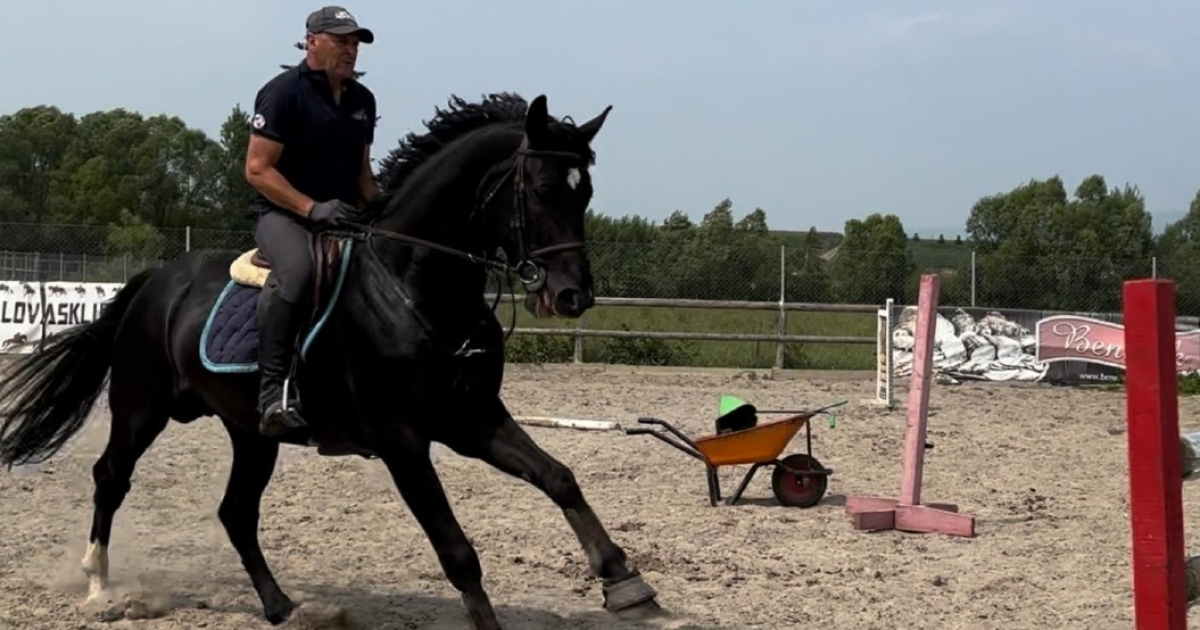 A modern lótenyésztés útja