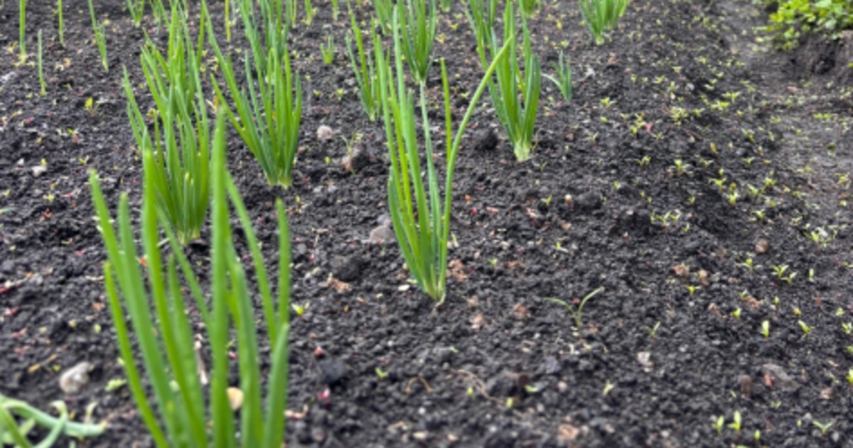 Miért káros a déli öntözés, és mikor jut valóban vízhez a növény?