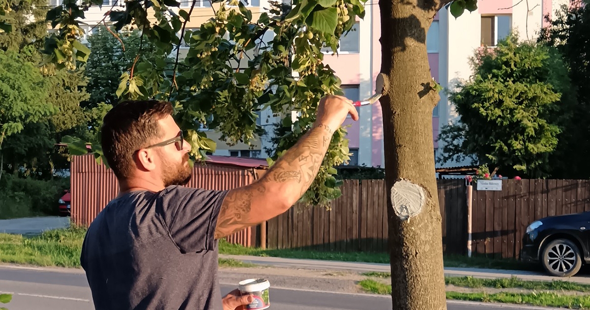 Százéves fákat védenek