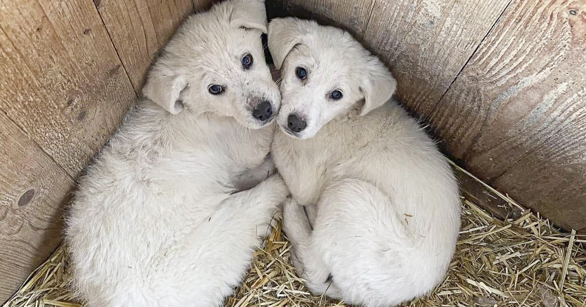 Betiltanák a kutyák láncon tartását