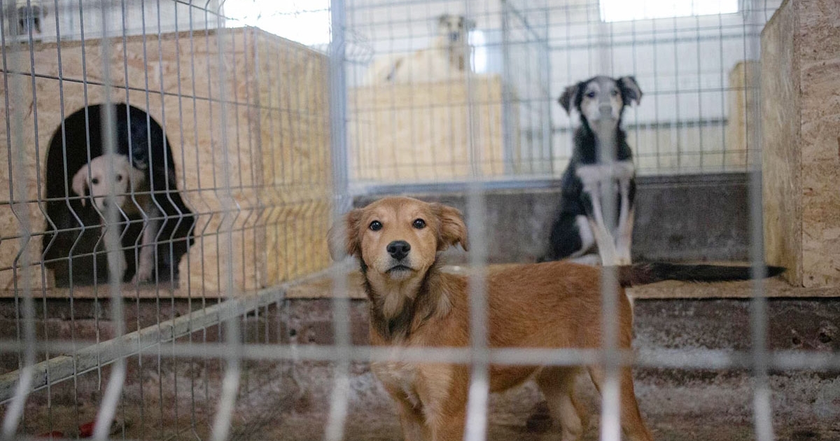 Száz kutyát fogtak be