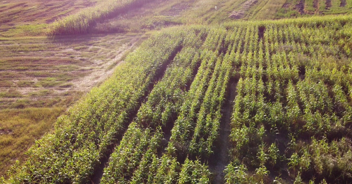 Esti kukoricasütés