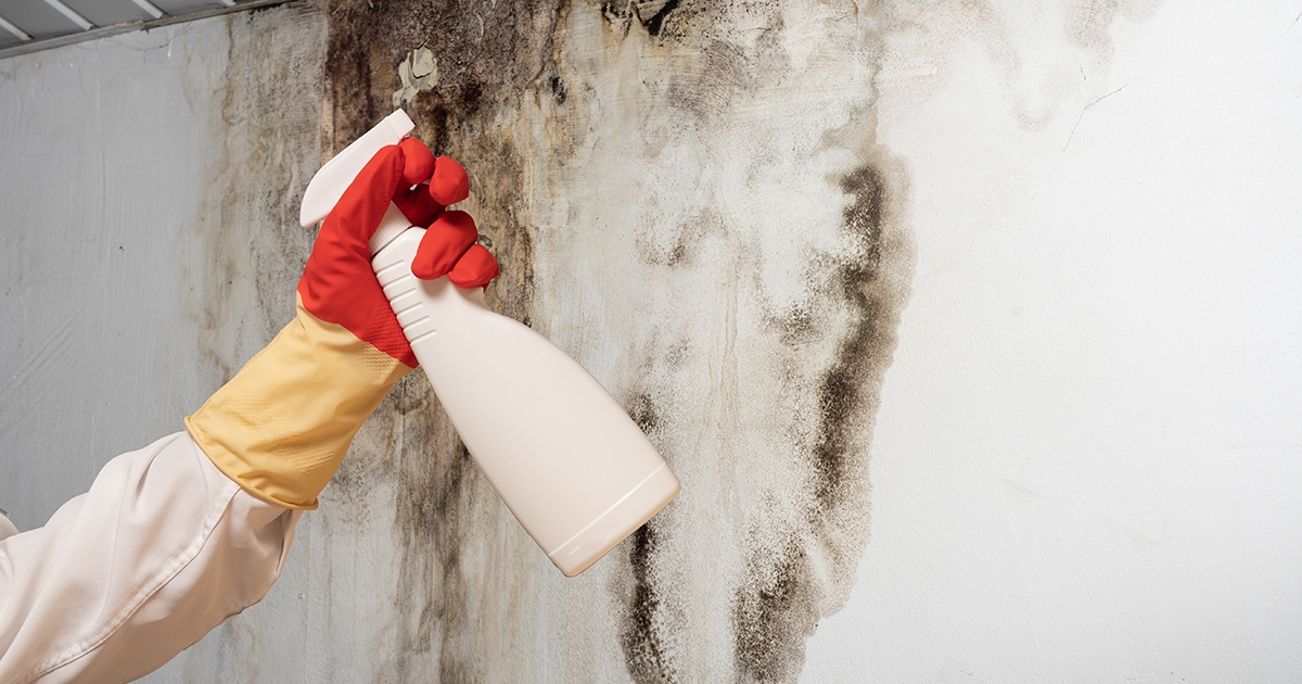 Élő foltok a falon