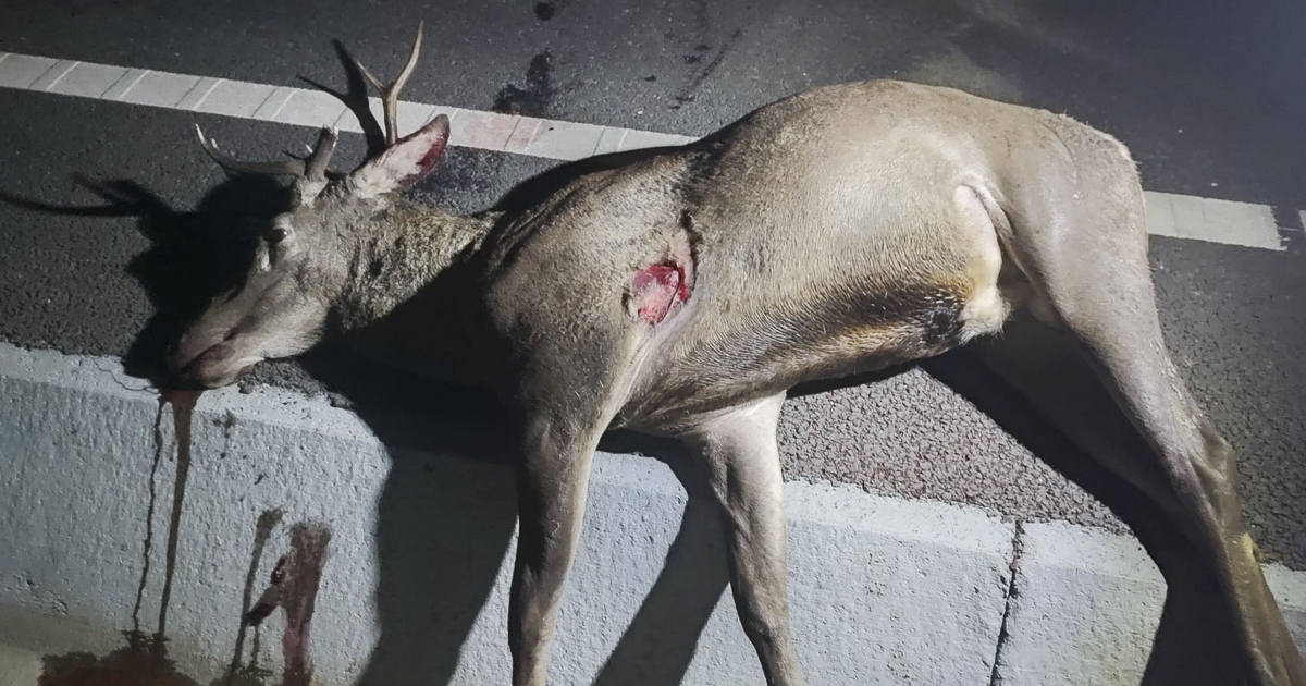 Szarvasbőgés ideje van