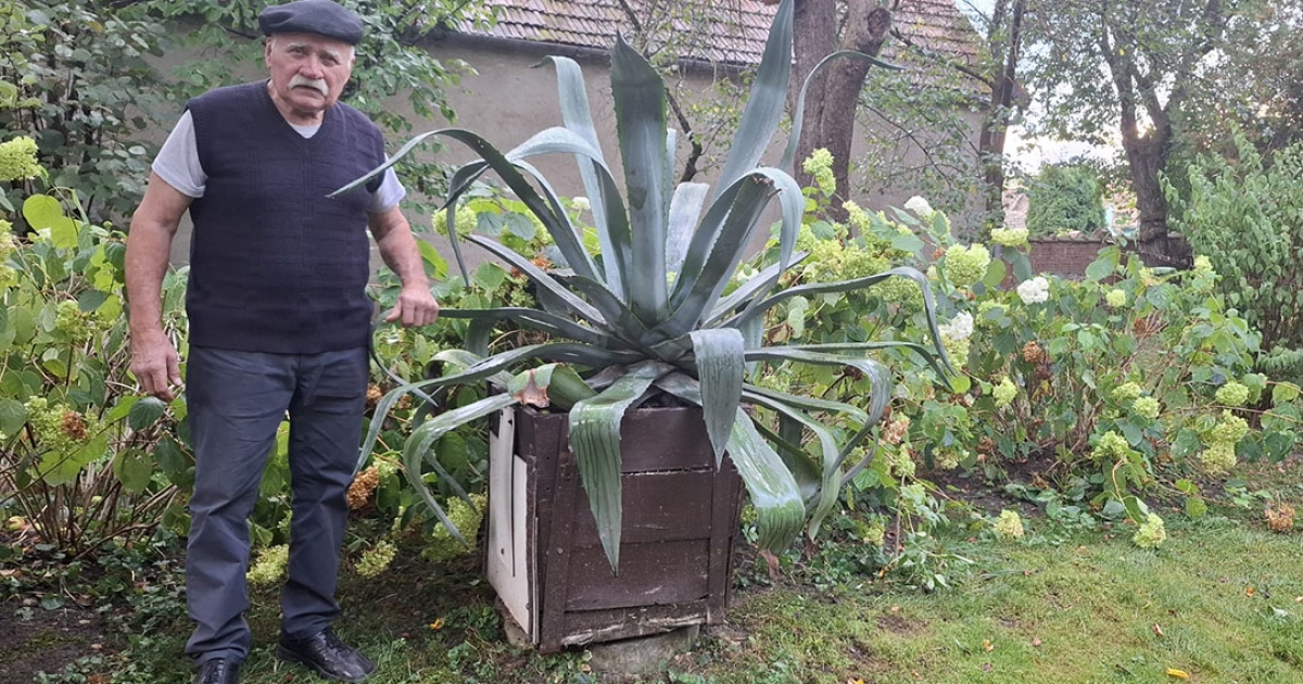 A pap és agávéja története