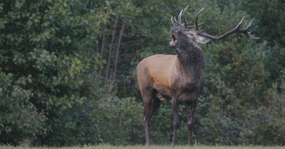 „Puskát fognak” a vadászegyesületekre