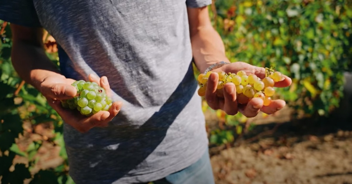 Őszi szüret Székelykeresztúron