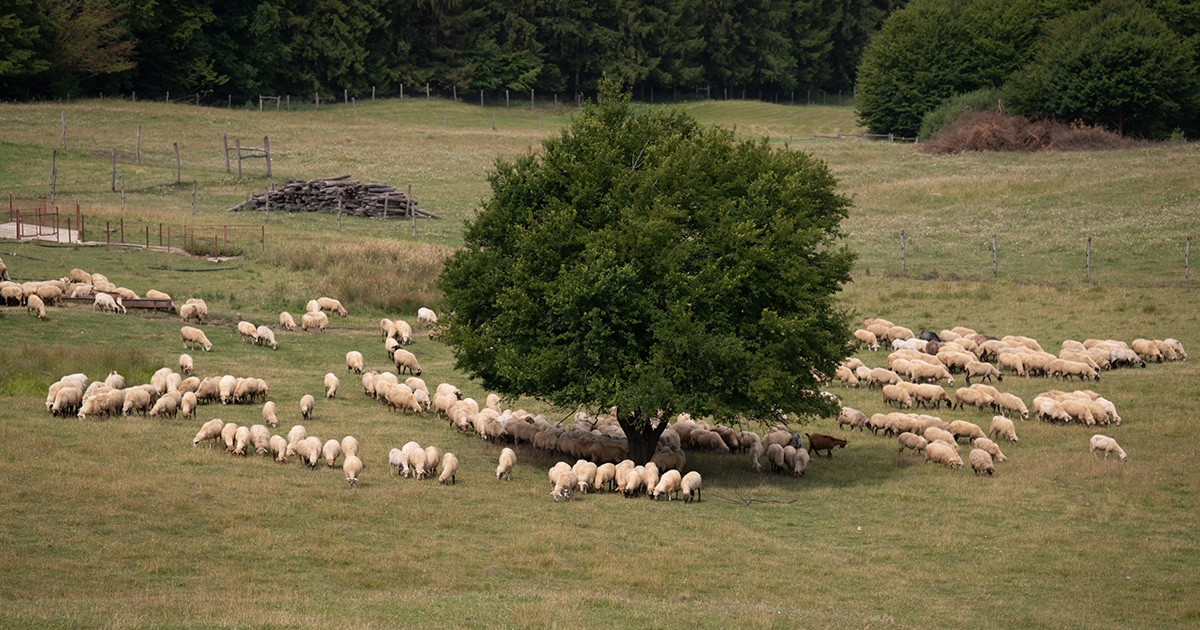 Nem farkast kiáltunk: ezek nálunk a legveszélyesebb állatbetegségek