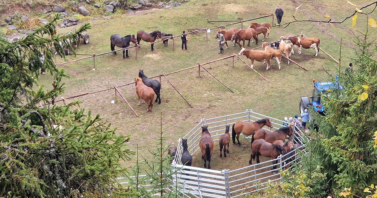Gazdanap Homoródlokán