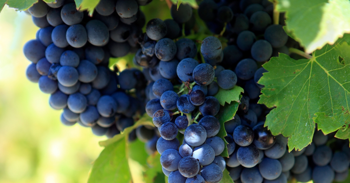 Szüreti bálra készülnek Gyergyószentmiklóson