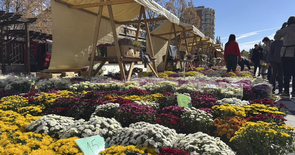 Krizantémoktól színes a Szabadság tér