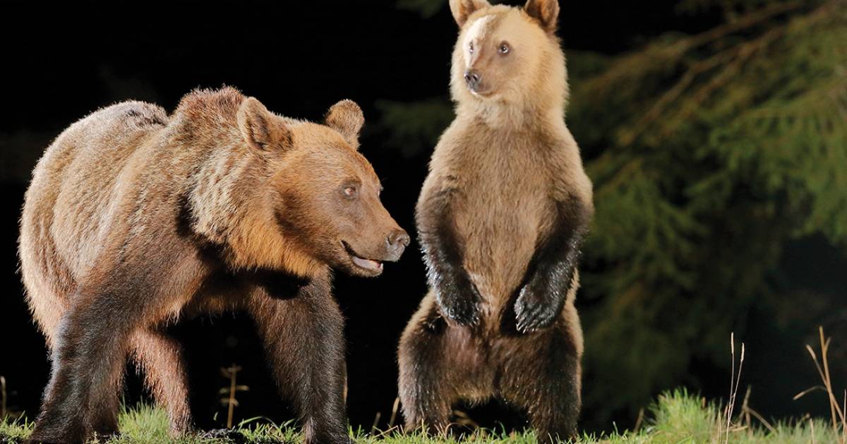 Azonnal kilőhetők a településekre bejáró medvék