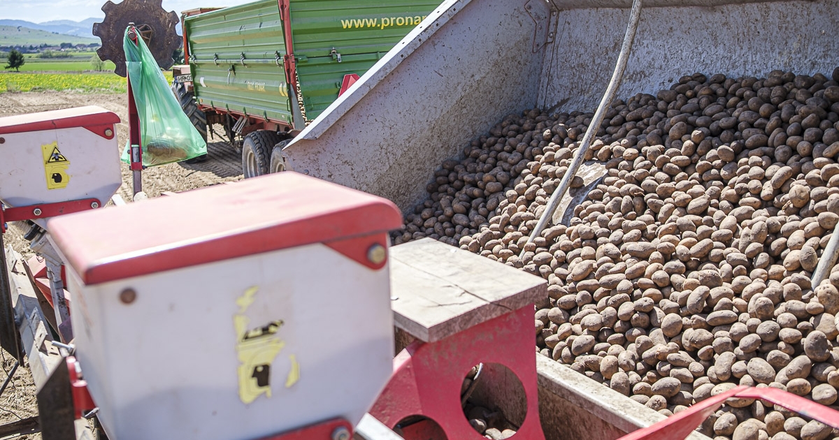 Nem kedvezett az esztendő a burgonyatermesztőknek