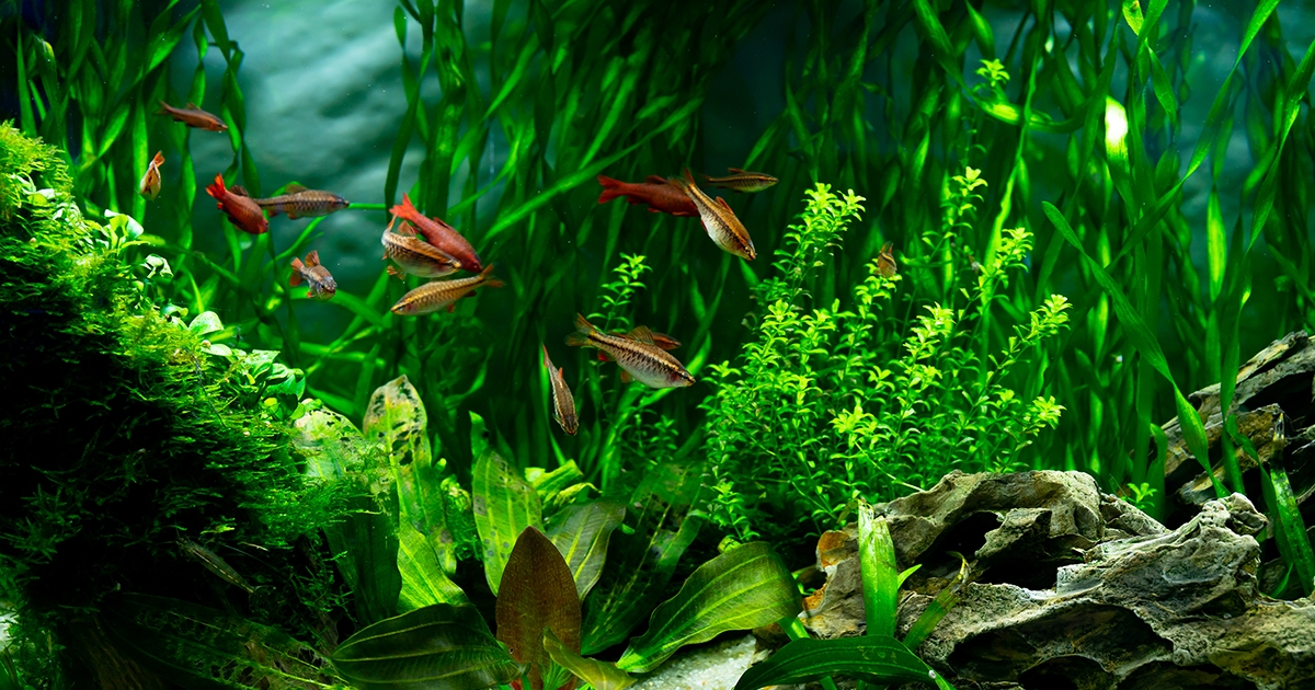 Akvarisztika kezdőknek