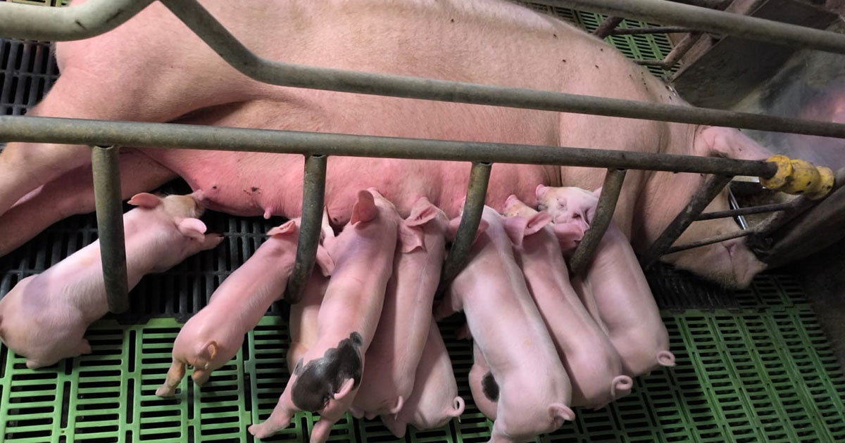 Ha adott a minőség, kliens hozza a klienst