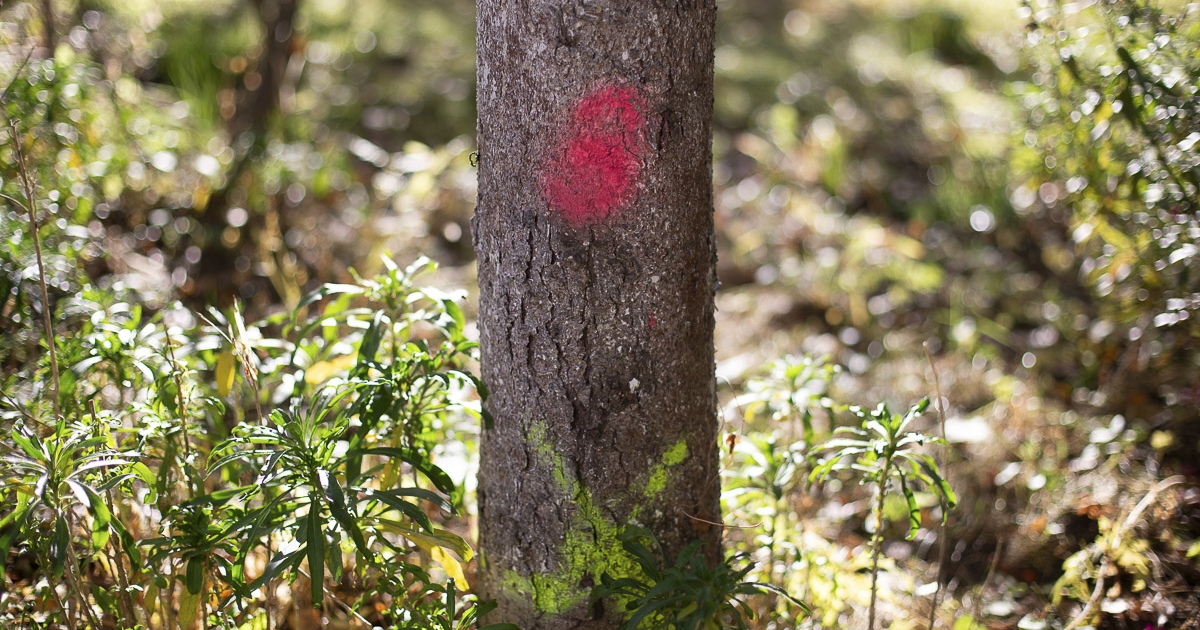 Ha tehetik, kettőt ültetnek helyettük