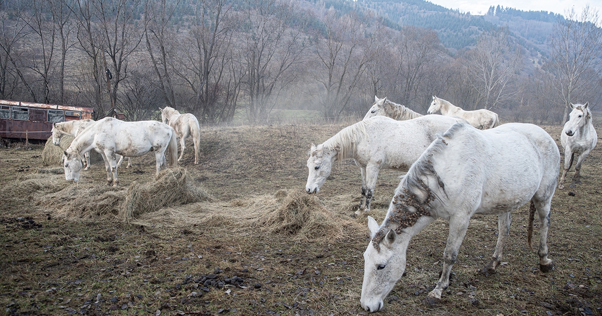 Megsimogattuk a történelem nyakát