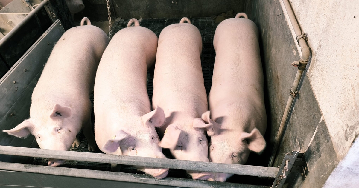 Nagyfehér, a családi gazdaságok sertése