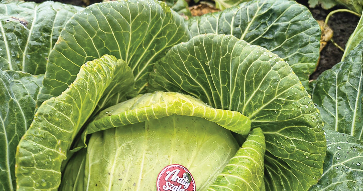 Erdélyi érték a szárhegyi káposzta