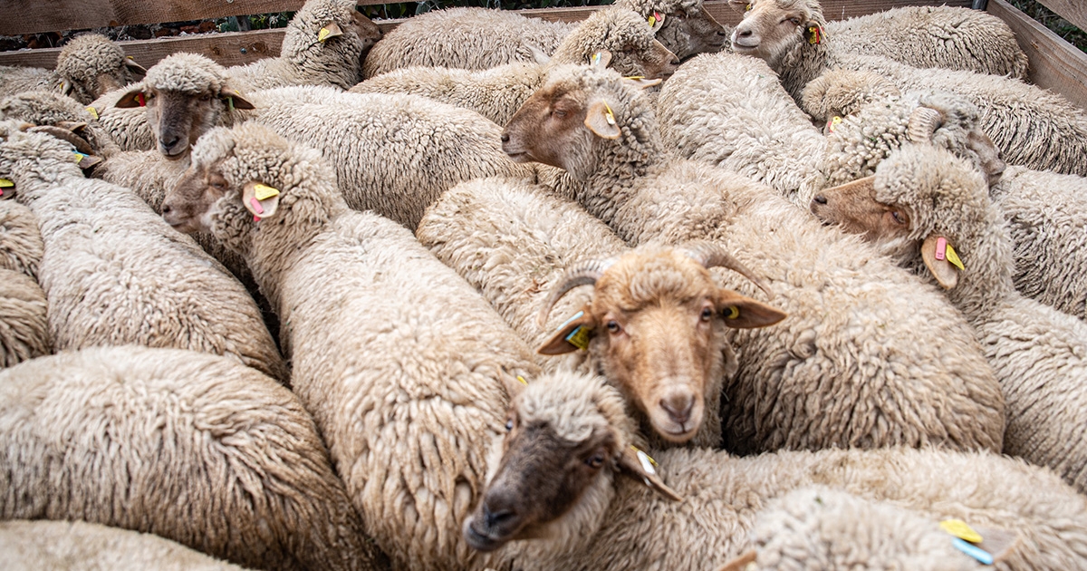 Kedvező évet zártak a Hargita megyei juhos gazdák