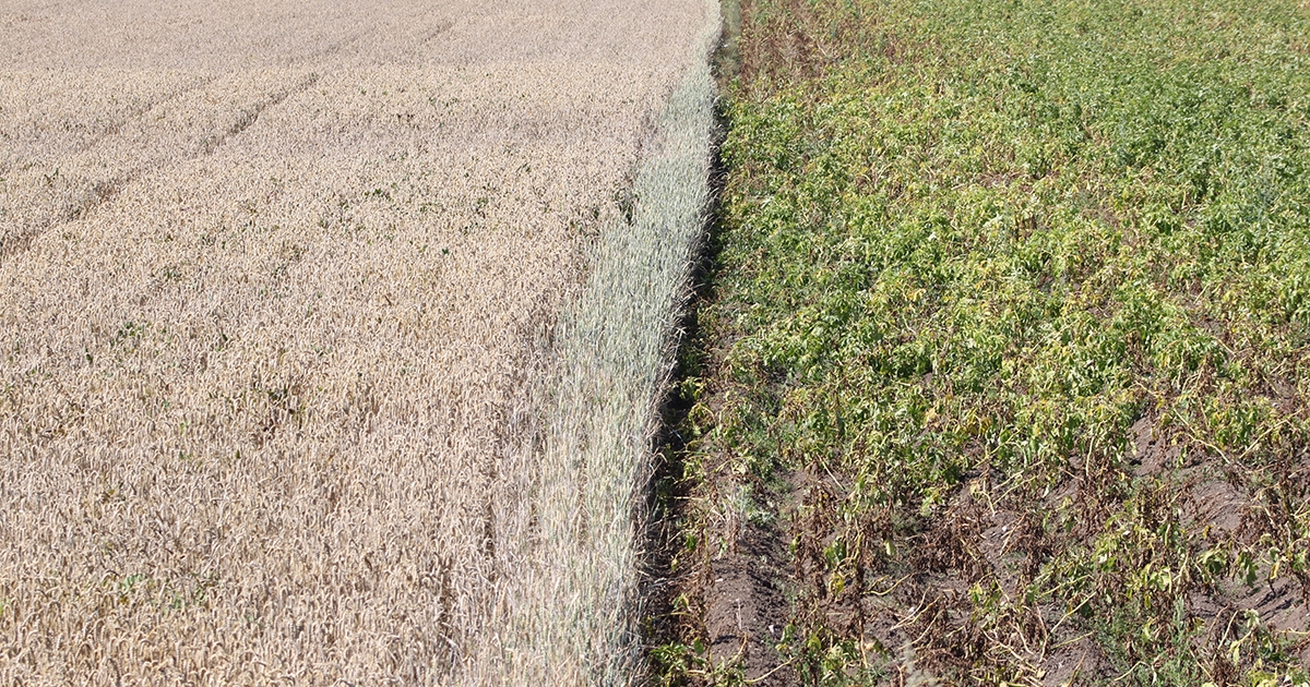 Egyre nagyobb gondot okoz az aszály a mezőgazdaságban