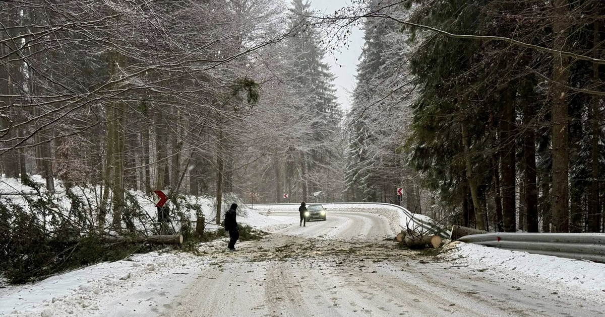 Fenyőfák dőltek az úttestre a Hargitafürdő felé vezető úton
