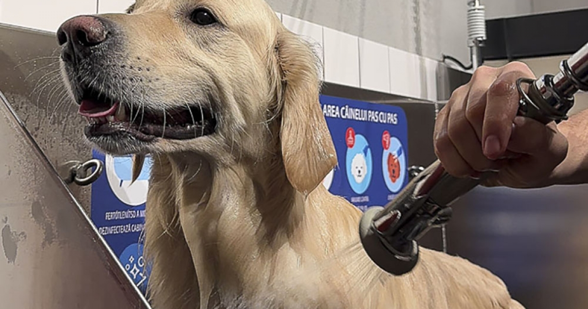 Csak a jutalomfalat nincs benne a szolgáltatásban