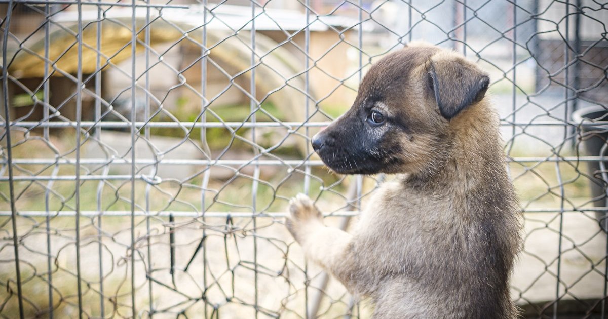 Megszűnik mindkét kutyamenhely?