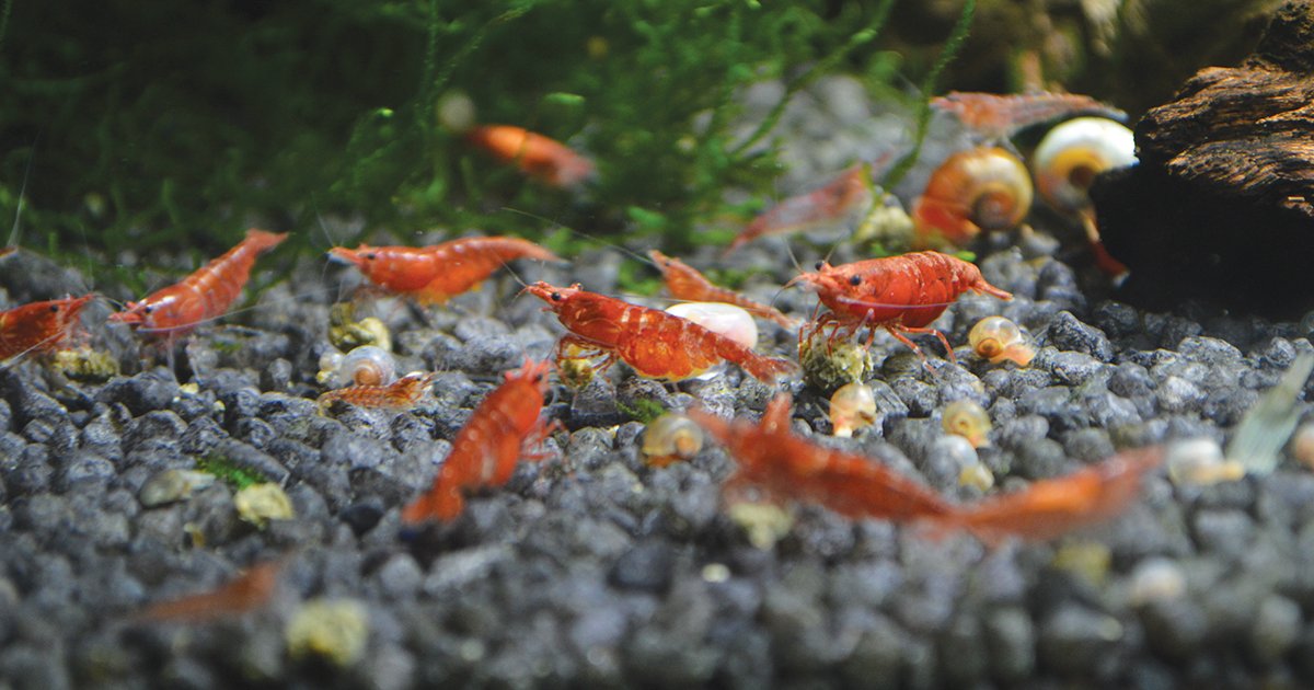 Nyüzsgő élet az akváriumban