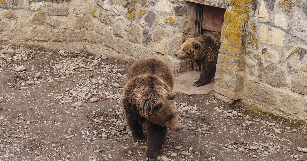 Medvenap a Marosvásárhelyi Állatkertben
