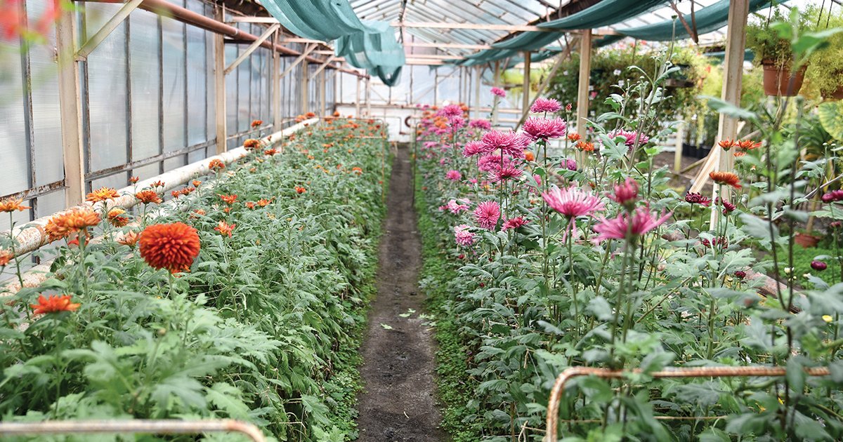 A sikeres termesztés a körülményeken múlik