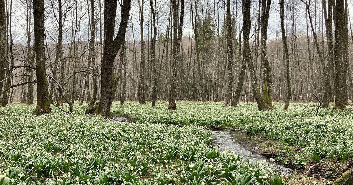 Égerfás tó tőzikékkel, sáfrányokkal