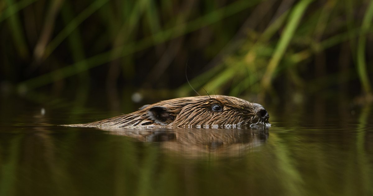 Vizes élőhelyek építőmérnökei: a hódok