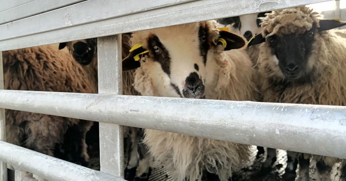 Egyelőre zavartalan a juhkivitel az arab piacokra