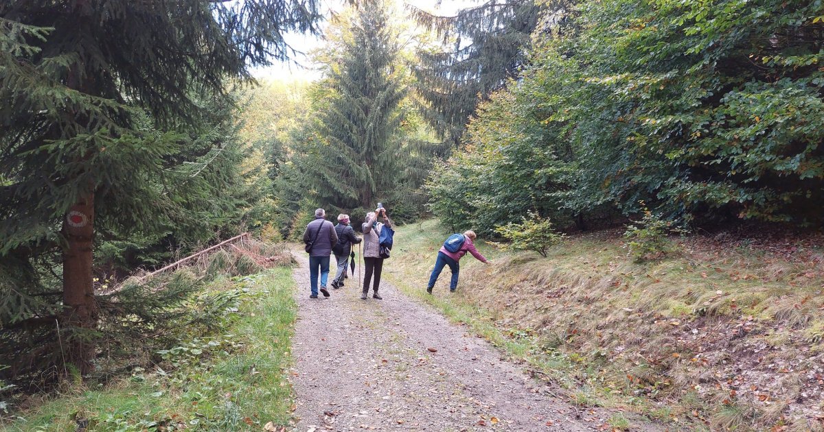 Zöld séta a Providentia Idősek Központjával