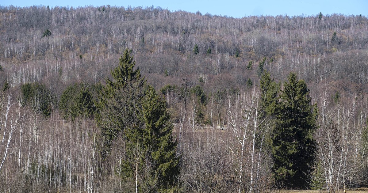 Egyes fafajok egyre magasabbra húzódnak