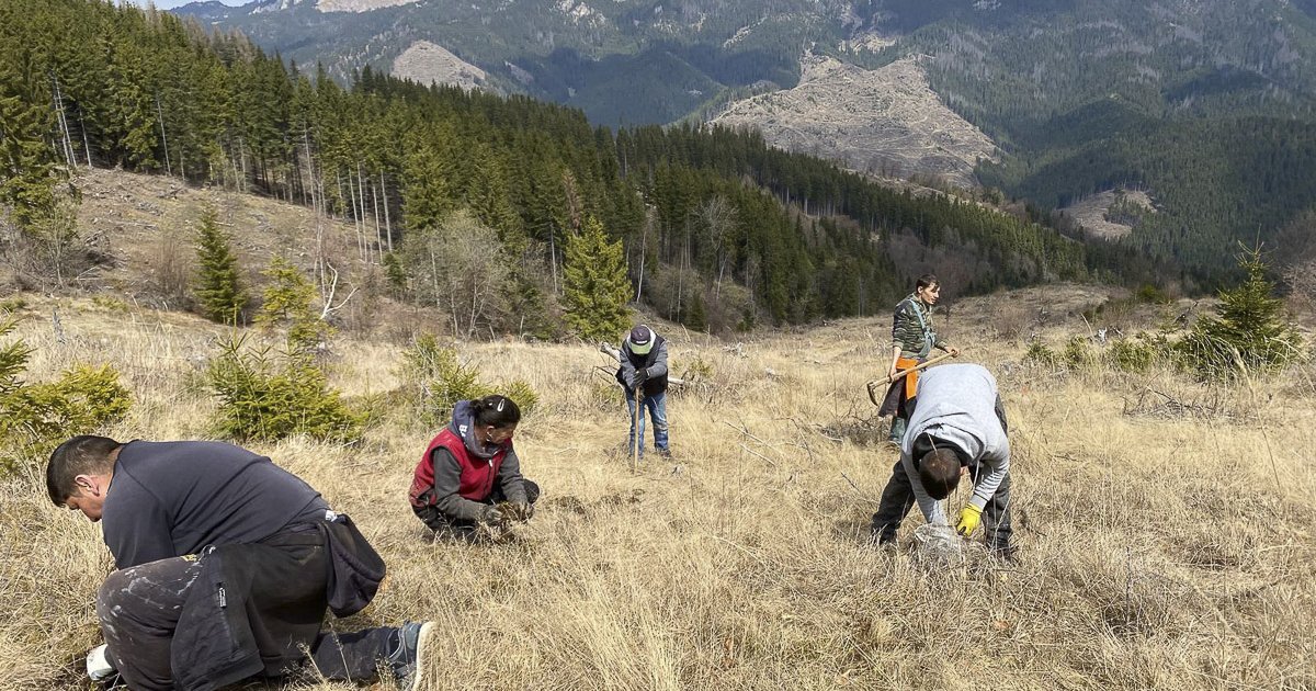 Ahol bükk, tölgy és juhar is kerül a földbe