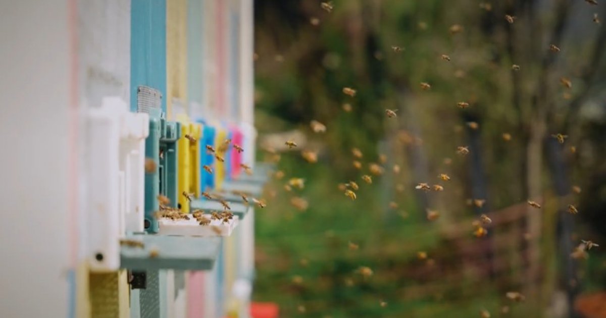 Biogazdálkodás, szalonna mustra és méhészet